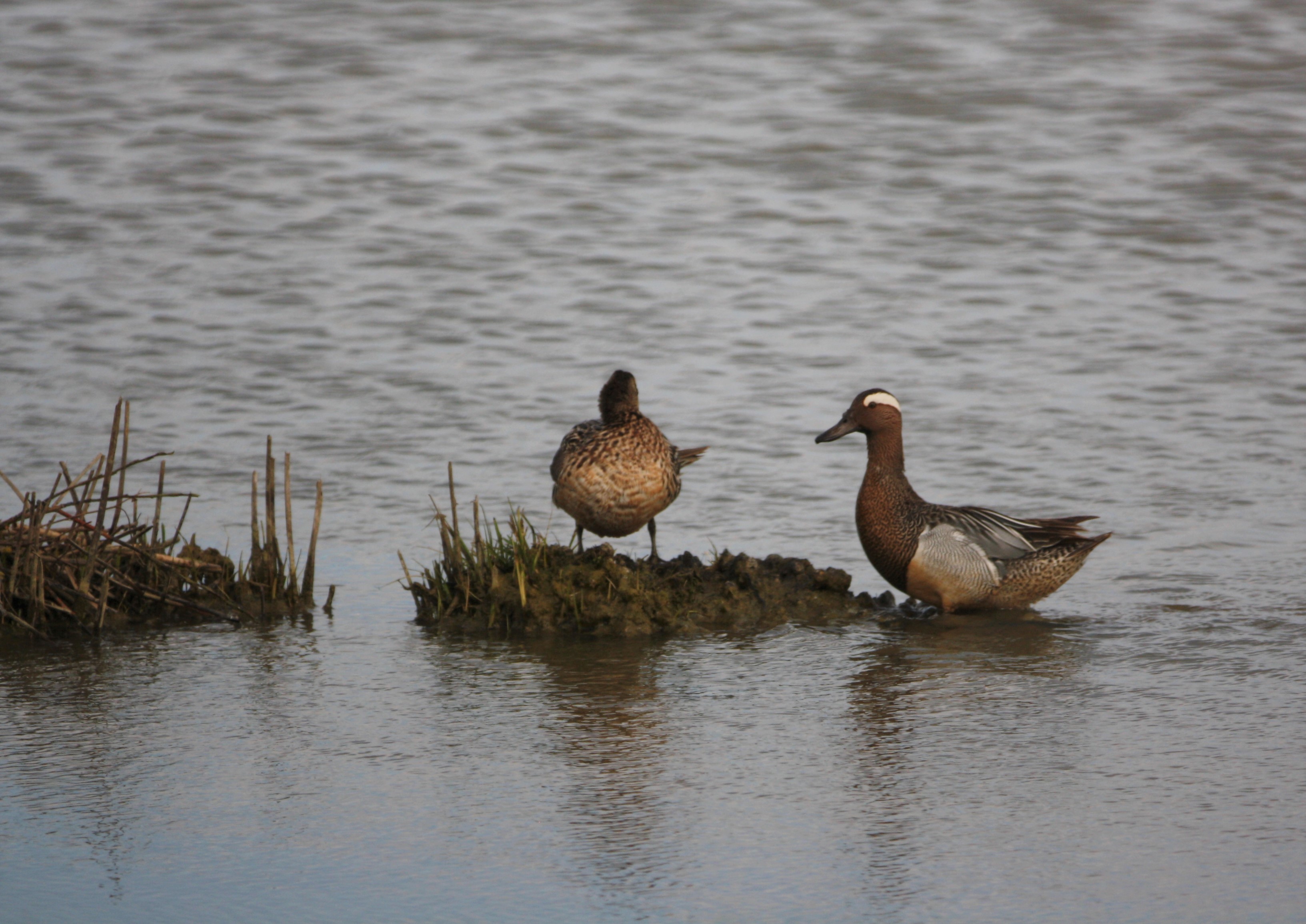 Garganey_PhDgroup