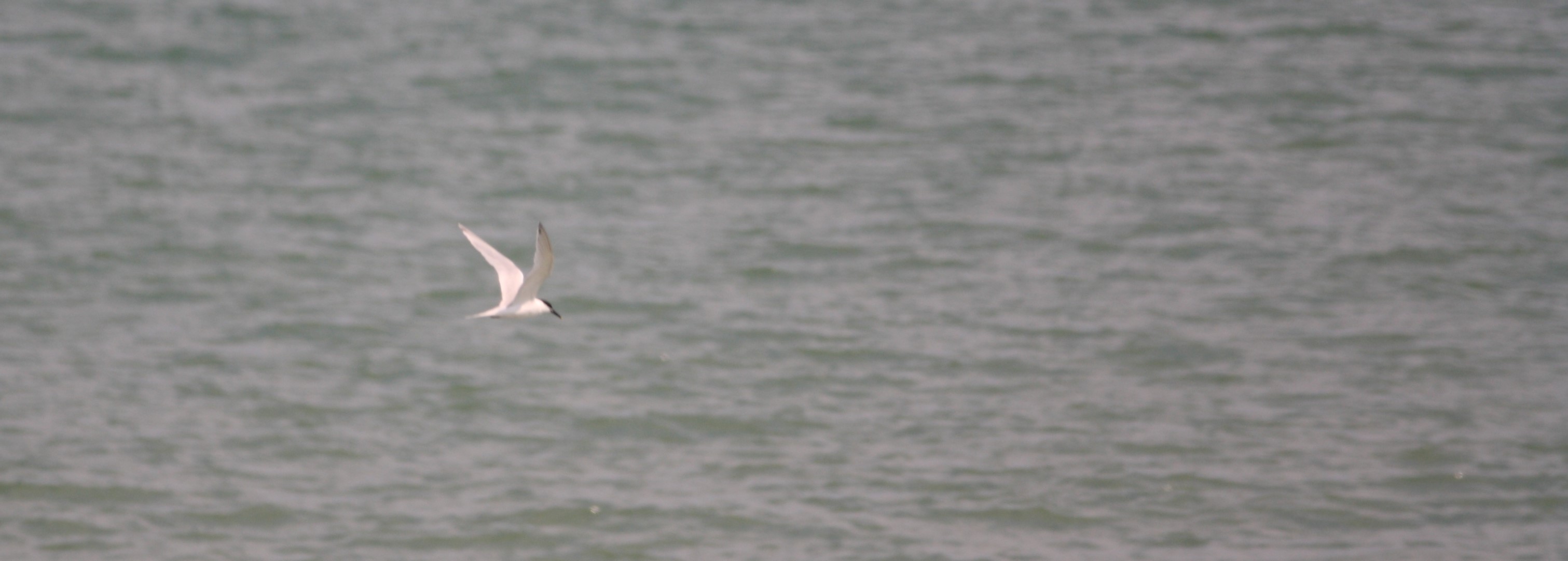 sandwich_tern_PhDblog