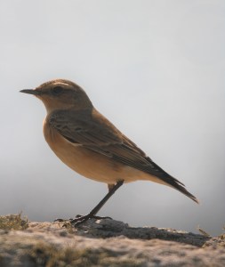 Wheatear_PhDblog