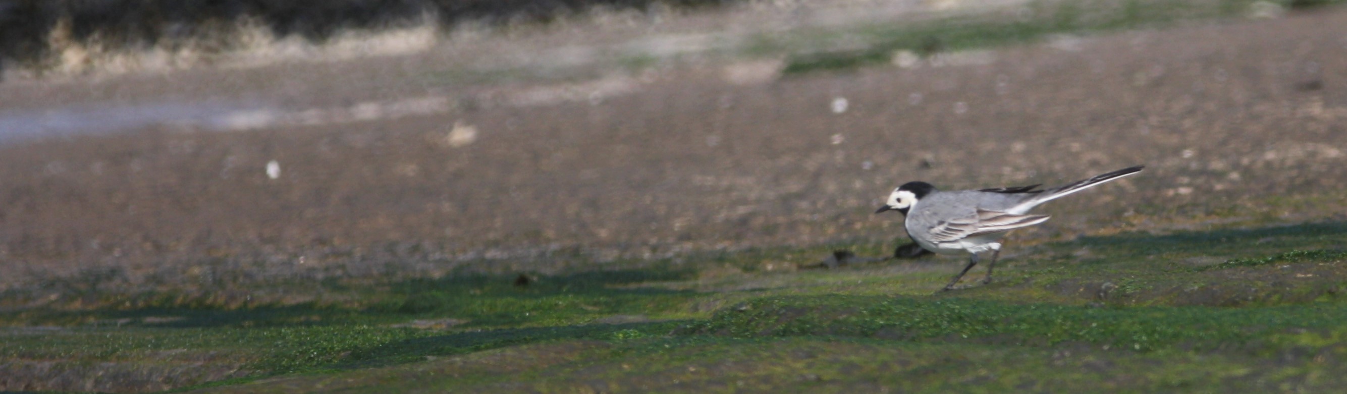 White_wagtail_PhDgroup