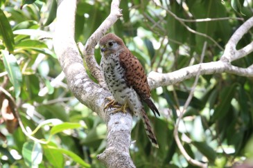 Mauritius Kestrel by Joe Taylor